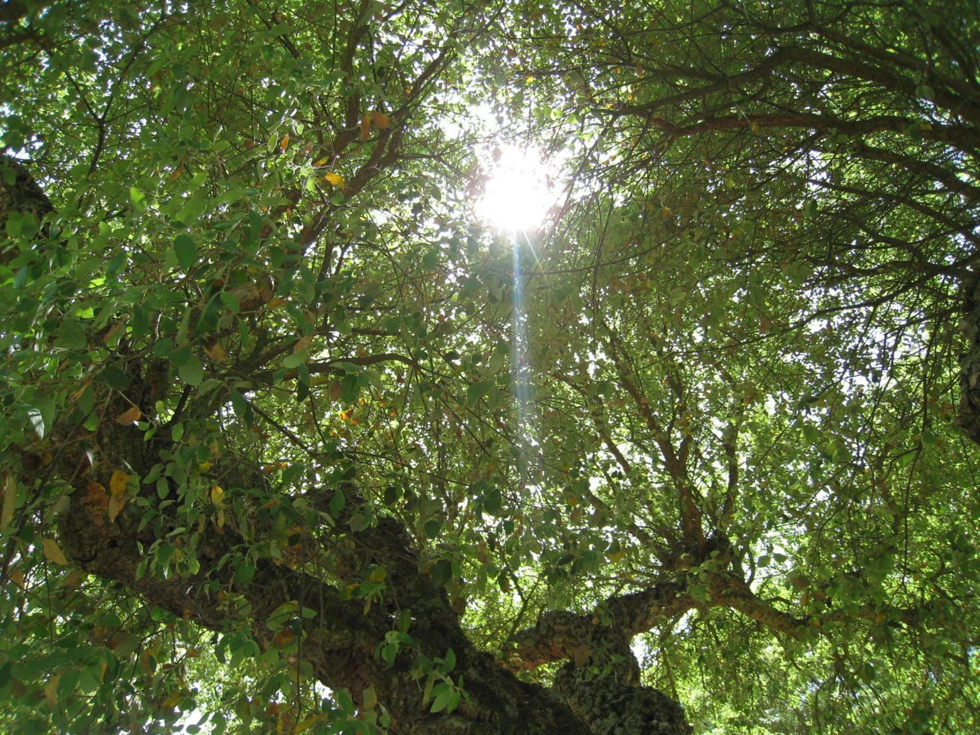 Monte Das Faias Cork Farm Hotel Grândola 外观 照片