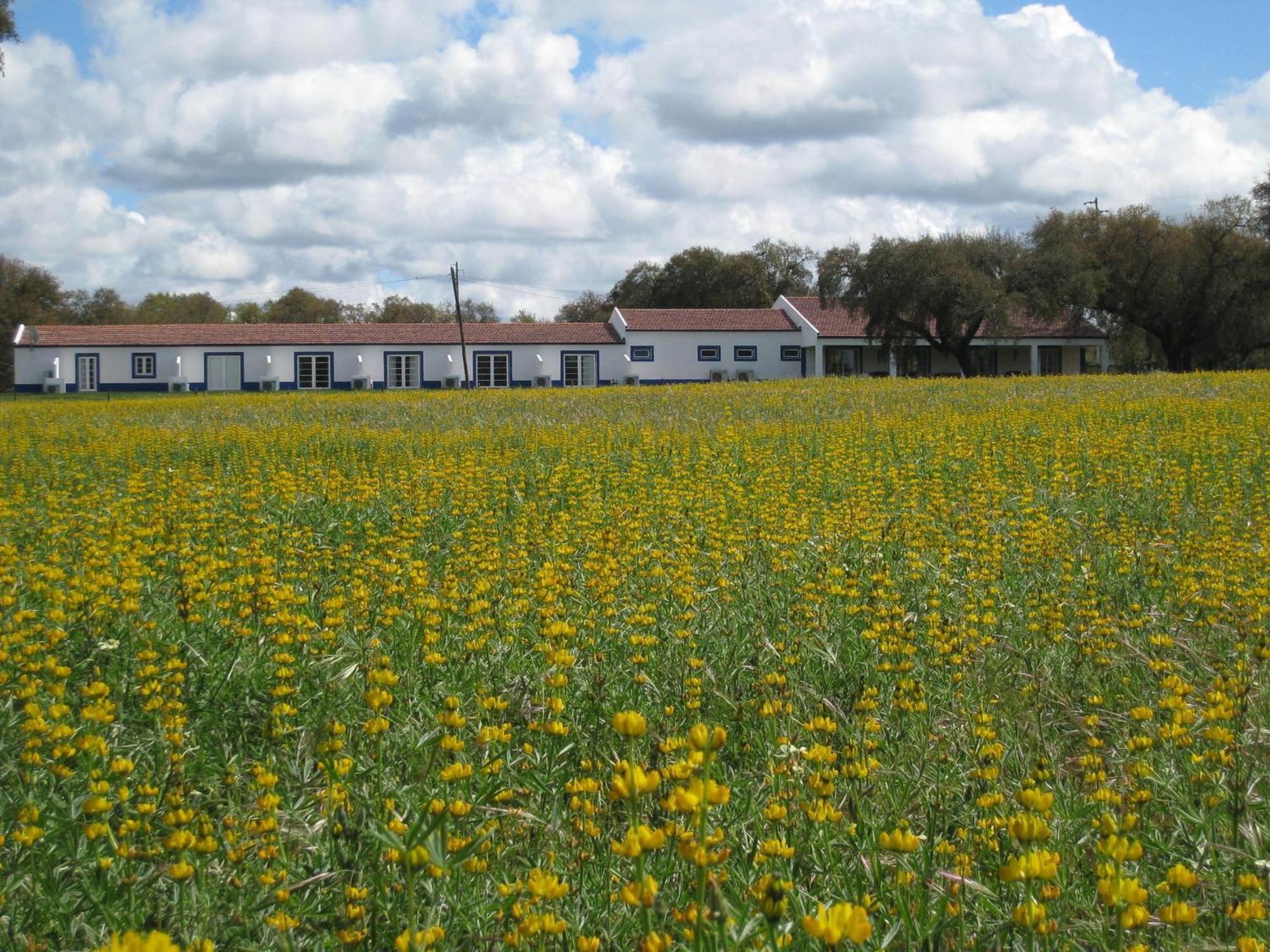 Monte Das Faias Cork Farm Hotel Grândola 外观 照片